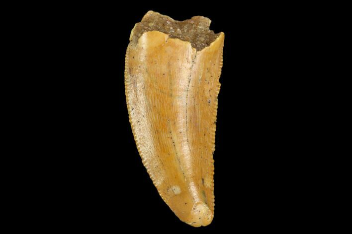 Serrated, Raptor Tooth - Real Dinosaur Tooth #124284